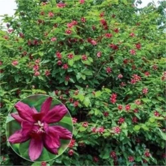 Carolina Allspice Sweetshrub Live Plant – Fragrant Calycanthus 4-inch Pot – Outdoor Shrub - Image 2