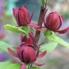 Carolina Allspice Sweetshrub Live Plant – Fragrant Calycanthus 4-inch Pot – Outdoor Shrub - Image 1