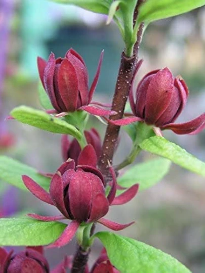 Carolina Allspice Sweetshrub Live Plant – Fragrant Calycanthus 4-inch Pot – Outdoor Shrub - Image 1