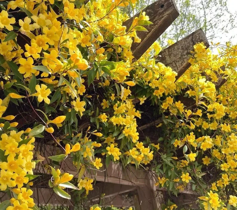 Carolina Jasmine Live Plant – Gelsemium sempervirens – 4in Pot – Evergreen Climbing Vine - Image 2