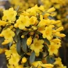 Carolina Jasmine Live Plant – Gelsemium sempervirens – 4in Pot – Evergreen Climbing Vine - Image 1