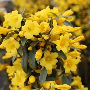 Carolina Jasmine Live Plant – Gelsemium sempervirens – 4in Pot – Evergreen Climbing Vine - Image 1