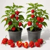 Carolina Reaper Pepper Plants - Live Chili Peppers, 4-6 Inch Tall (2-Pack) - Image 1