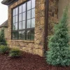 Carolina Sapphire Cypress Tree Live Plant – 4 inch Pot – Outdoor Evergreen - Image 1