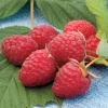 Caroline Raspberry Live Plant - 3-6" Tall - Everbearing Red Raspberry Bush for Home Orchard - Image 1