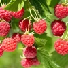 Caroline Raspberry Live Plant - Everbearing Red Raspberry 3-6" Tall - Image 1