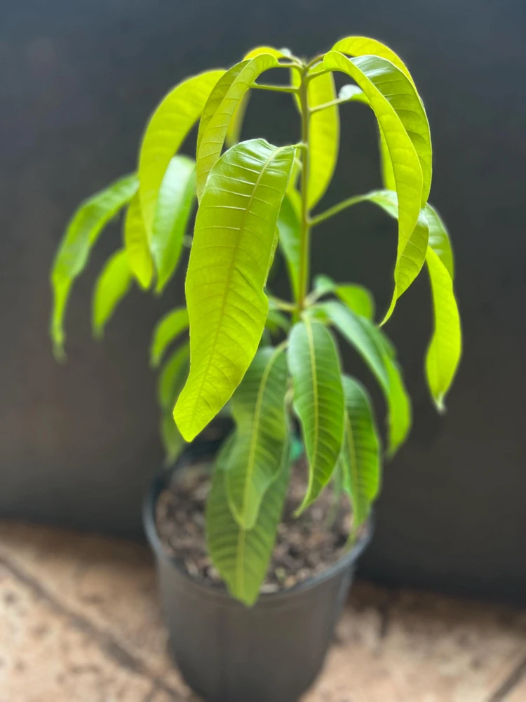 Carrie Mango Tree Live Plant – Grafted – 3 Gallon Pot – Sweet, Fiberless Fruit - Cannot ship to CA - Image 2