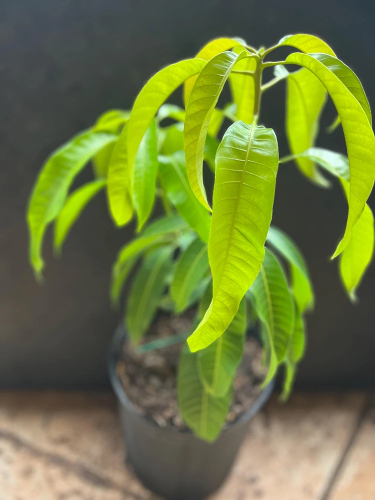 Carrie Mango Tree Live Plant – Grafted – 3 Gallon Pot – Sweet, Fiberless Fruit - Cannot ship to CA - Image 3