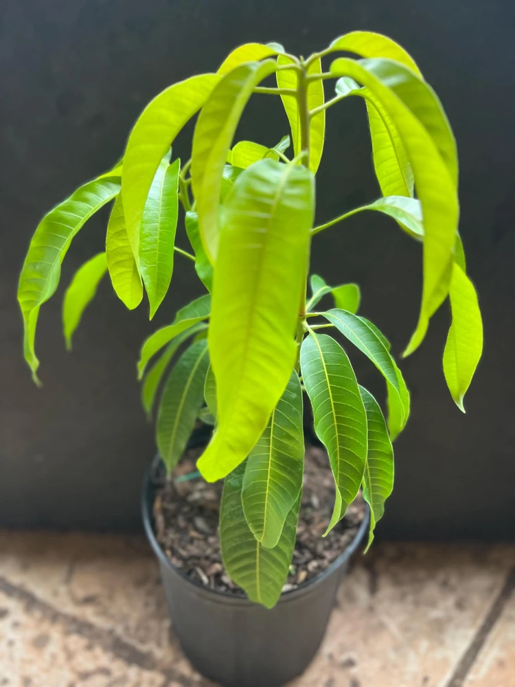 Carrie Mango Tree Live Plant – Grafted – 3 Gallon Pot – Sweet, Fiberless Fruit - Cannot ship to CA - Image 4