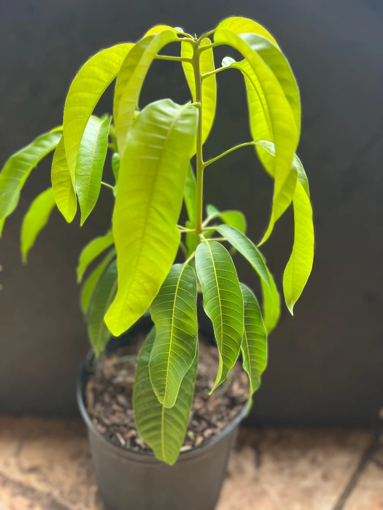 Carrie Mango Tree Live Plant – Grafted – 3 Gallon Pot – Sweet, Fiberless Fruit - Cannot ship to CA - Image 5