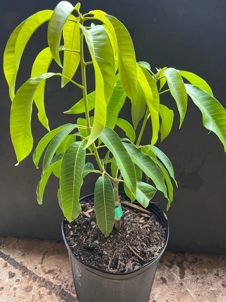 Carrie Mango Tree Live Plant – Grafted – 3 Gallon Pot – Sweet, Fiberless Fruit - Cannot ship to CA - Image 6