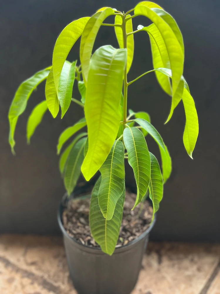 Carrie Mango Tree Live Plant – Grafted – 3 Gallon Pot – Sweet, Fiberless Fruit - Cannot ship to CA - Image 7
