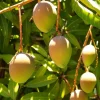 Carrie Mango Tree Live Plant – Grafted – 3 Gallon Pot – Sweet, Fiberless Fruit - Cannot ship to CA - Image 1