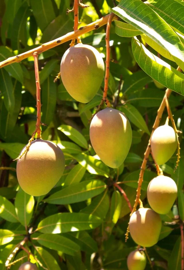 Carrie Mango Tree Live Plant – Grafted – 3 Gallon Pot – Sweet, Fiberless Fruit - Cannot ship to CA - Image 1