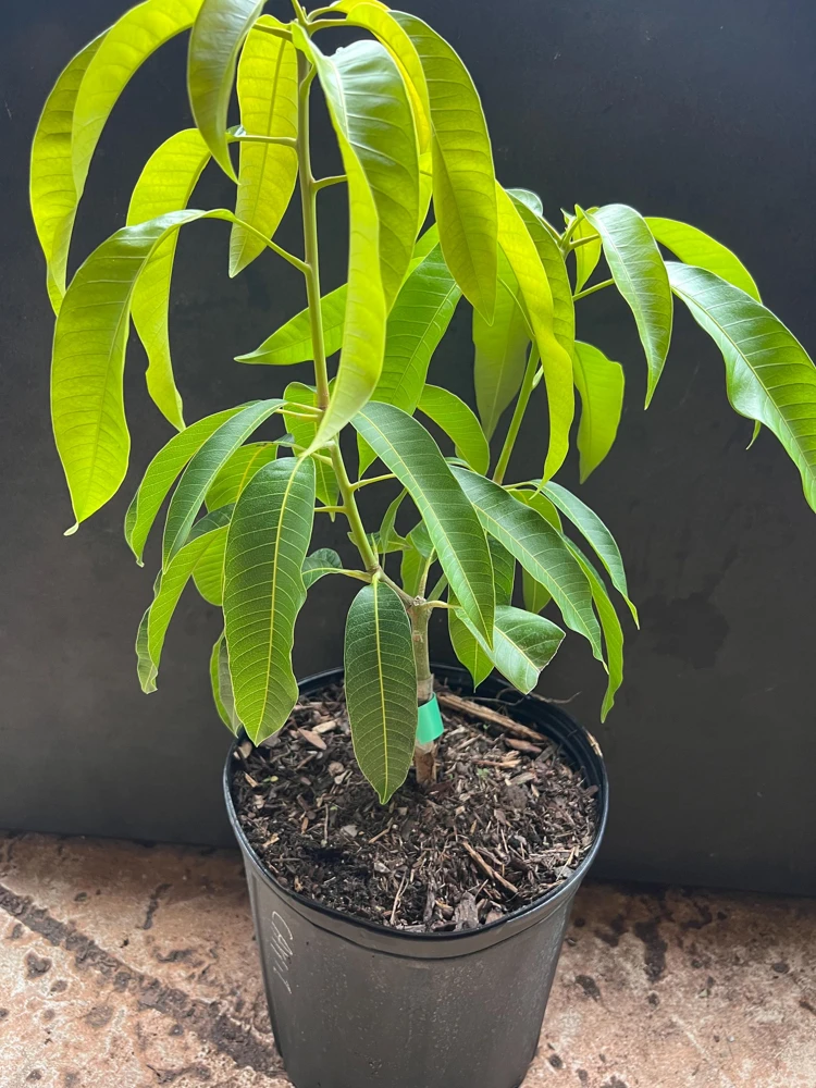 Carrie Mango Tree Live Plant – Grafted – 3 Gallon Pot – Sweet, Fiberless Fruit - Cannot ship to CA - Image 8