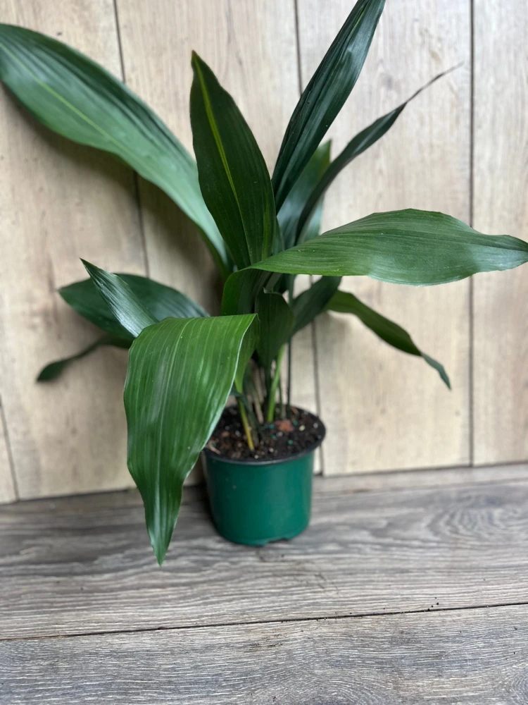 Cast Iron Plant (Aspidistra elatior) - Live Indoor Houseplant - 6 inch Pot - Cannot ship to CA - Image 2