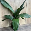 Cast Iron Plant (Aspidistra elatior) - Live Indoor Houseplant - 6 inch Pot - Cannot ship to CA - Image 1
