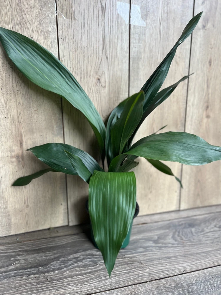Cast Iron Plant (Aspidistra elatior) - Live Indoor Houseplant - 6 inch Pot - Cannot ship to CA - Image 1