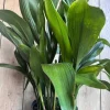 Cast Iron Plant Live Plant - Aspidistra elatior - 10 inch Pot - Indoor/Outdoor - Cannot ship to CA - Image 1