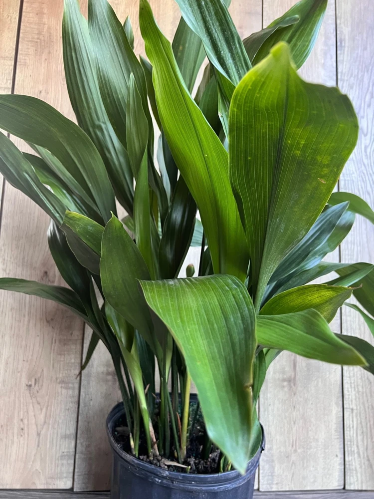 Cast Iron Plant Live Plant - Aspidistra elatior - 10 inch Pot - Indoor/Outdoor - Cannot ship to CA - Image 1