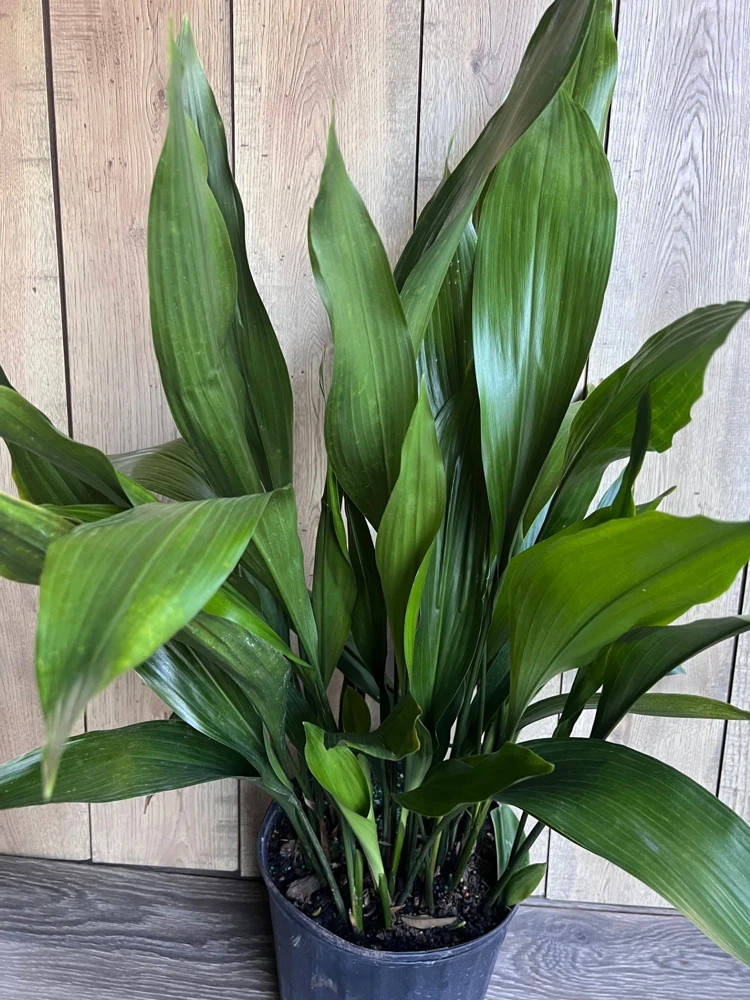 Cast Iron Plant Live Plant - Aspidistra elatior - 10 inch Pot - Indoor/Outdoor - Cannot ship to CA - Image 2