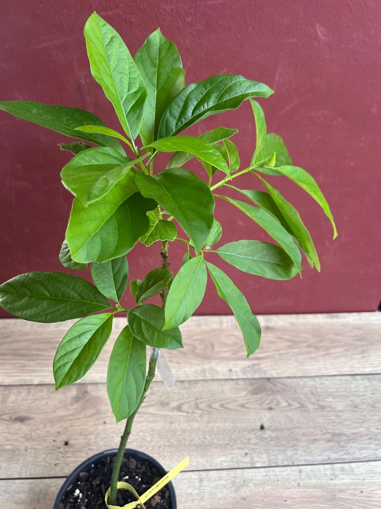 Catalina Avocado Live Plant – Grafted Fruit Tree – 6 inch Pot – Indoor/Outdoor - Cannot ship to CA - Image 2