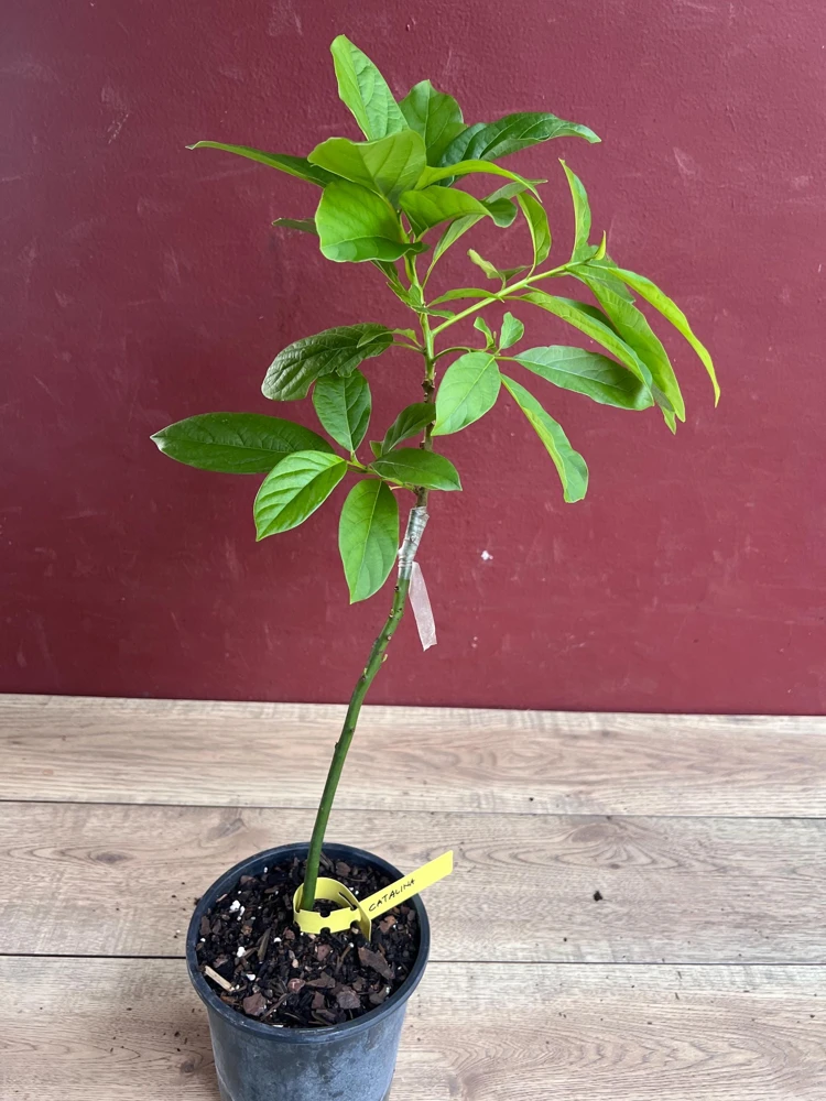 Catalina Avocado Live Plant – Grafted Fruit Tree – 6 inch Pot – Indoor/Outdoor - Cannot ship to CA - Image 3