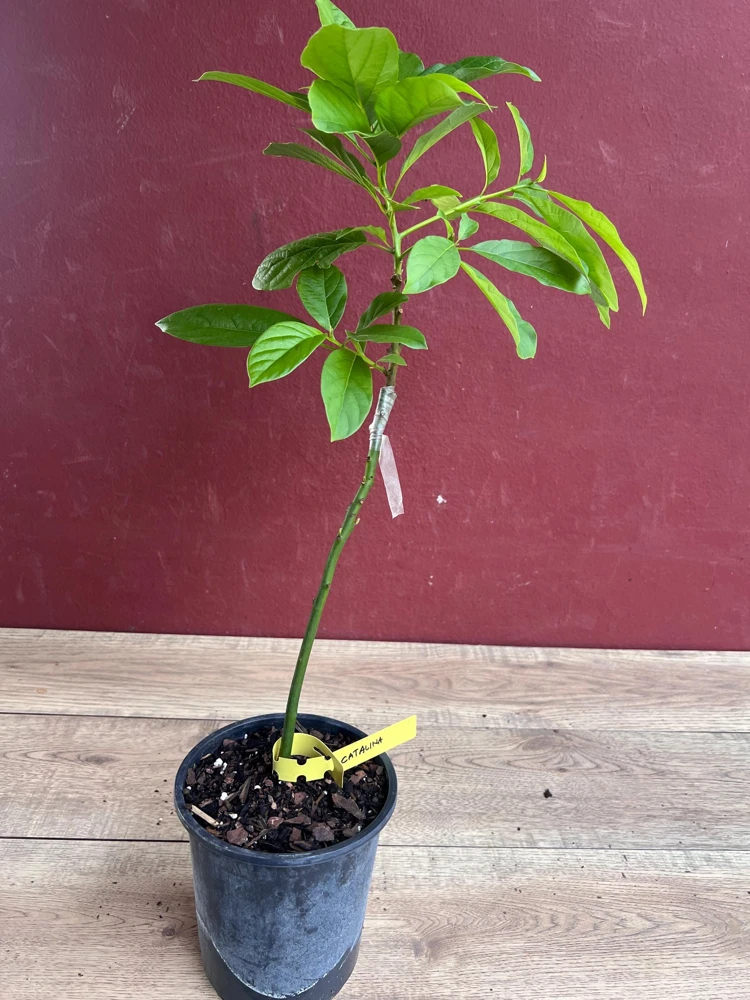 Catalina Avocado Live Plant – Grafted Fruit Tree – 6 inch Pot – Indoor/Outdoor - Cannot ship to CA - Image 4