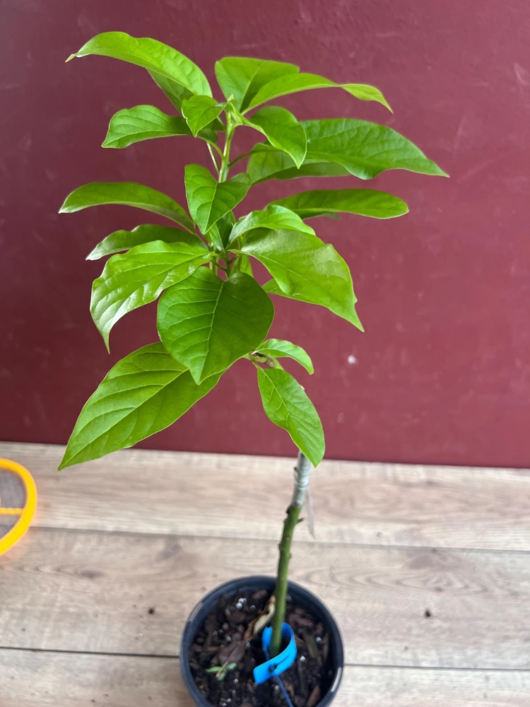 Catalina Avocado Live Plant – Grafted Fruit Tree – 6 inch Pot – Indoor/Outdoor - Cannot ship to CA - Image 5