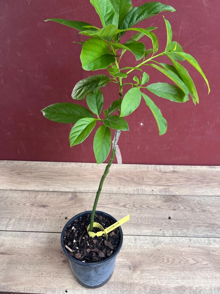 Catalina Avocado Live Plant – Grafted Fruit Tree – 6 inch Pot – Indoor/Outdoor - Cannot ship to CA - Image 6