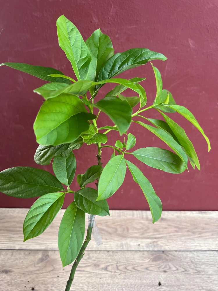 Catalina Avocado Live Plant – Grafted Fruit Tree – 6 inch Pot – Indoor/Outdoor - Cannot ship to CA - Image 7