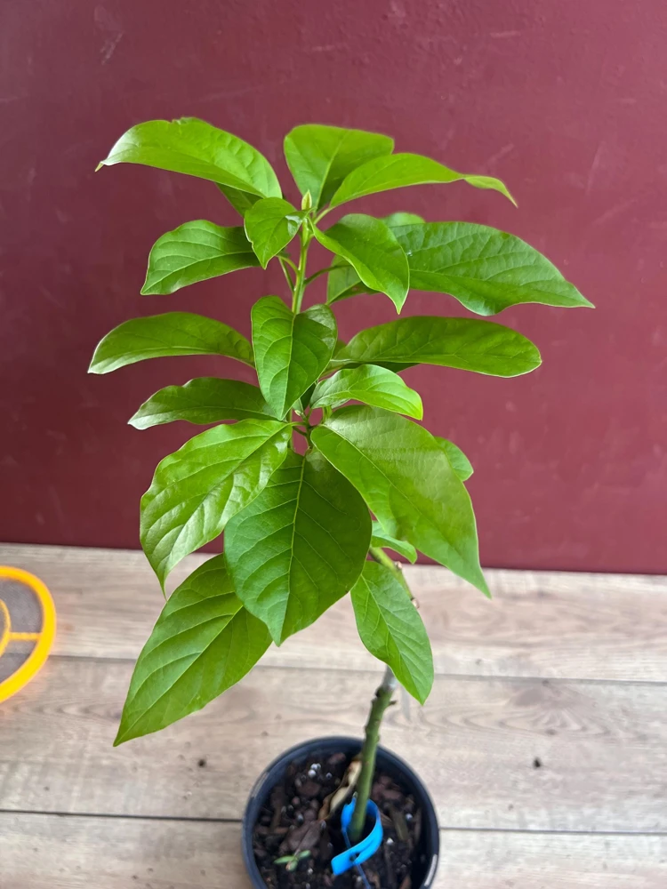 Catalina Avocado Live Plant – Grafted Fruit Tree – 6 inch Pot – Indoor/Outdoor - Cannot ship to CA - Image 8