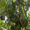 Catalina Avocado Live Plant – Grafted Fruit Tree – 6 inch Pot – Indoor/Outdoor - Cannot ship to CA - Image 1