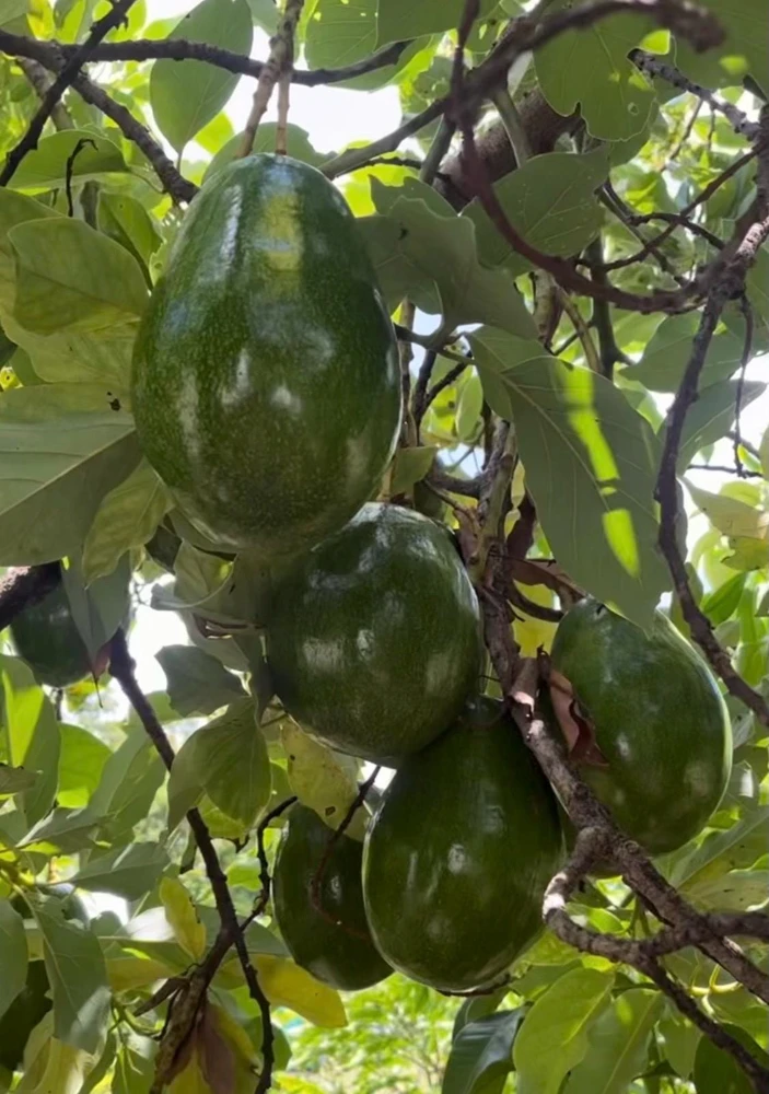 Catalina Avocado Live Plant – Grafted Fruit Tree – 6 inch Pot – Indoor/Outdoor - Cannot ship to CA - Image 1