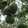 Catalina Avocado Tree Live Plant - Grafted, 3 Gallon Pot - Fruit Tree - Cannot ship to CA - Image 1
