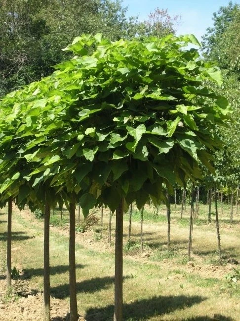 Catalpa Tree Live Plant – 1 Quart Pot – Fast Growing Shade Tree - Image 2
