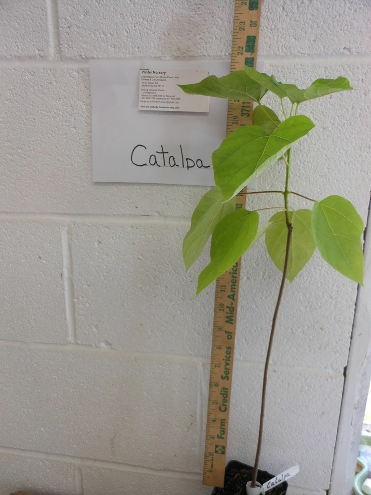 Catalpa Tree Live Plant – 1 Quart Pot – Fast Growing Shade Tree - Image 3