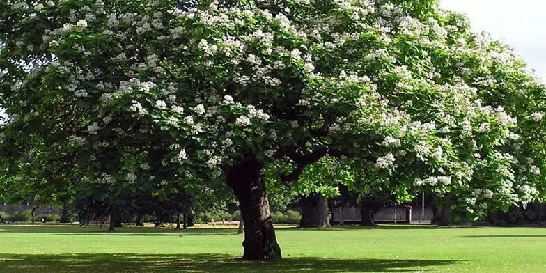 Catalpa Tree Live Plant – 1 Quart Pot – Fast Growing Shade Tree - Image 4
