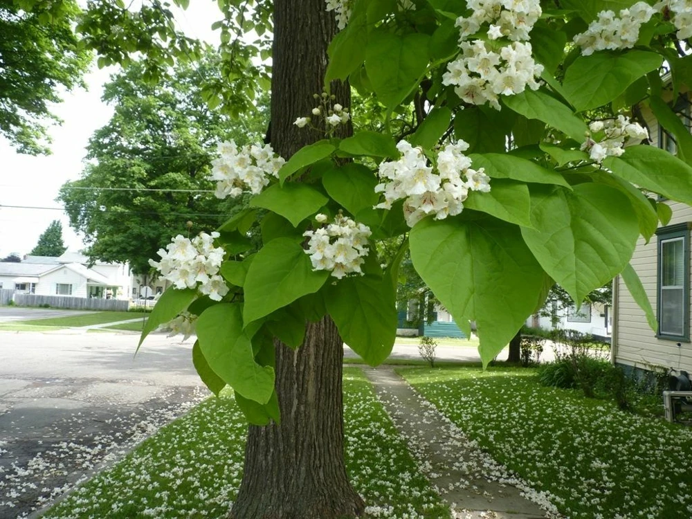 Catalpa Tree Live Plant – 1 Quart Pot – Fast Growing Shade Tree - Image 5