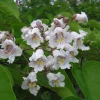 Catalpa Tree Live Plant – 1 Quart Pot – Fast Growing Shade Tree - Image 1