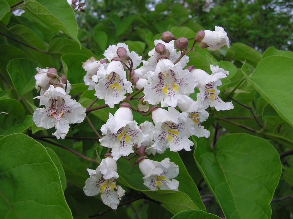 Catalpa Tree Live Plant – 1 Quart Pot – Fast Growing Shade Tree - Image 1