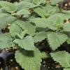 Catnip Live Plant – Nepeta Cataria – 4 inch Pot – Indoor/Outdoor Herb for Cats - Image 1