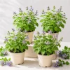 Catnip Live Plant Set – 4 Perennial Herb Plants, 4-8 Inch Tall, Indoor/Outdoor - Image 1