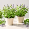 Catnip Live Plant Set of 2, Herb Perennial, 4-8 Inch Tall, Outdoor Indoor Garden - Image 1