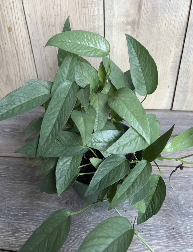 Cebu Blue Pothos Live Plant – 6 inch Pot – Indoor Tropical Vine - Cannot ship to CA - Image 2