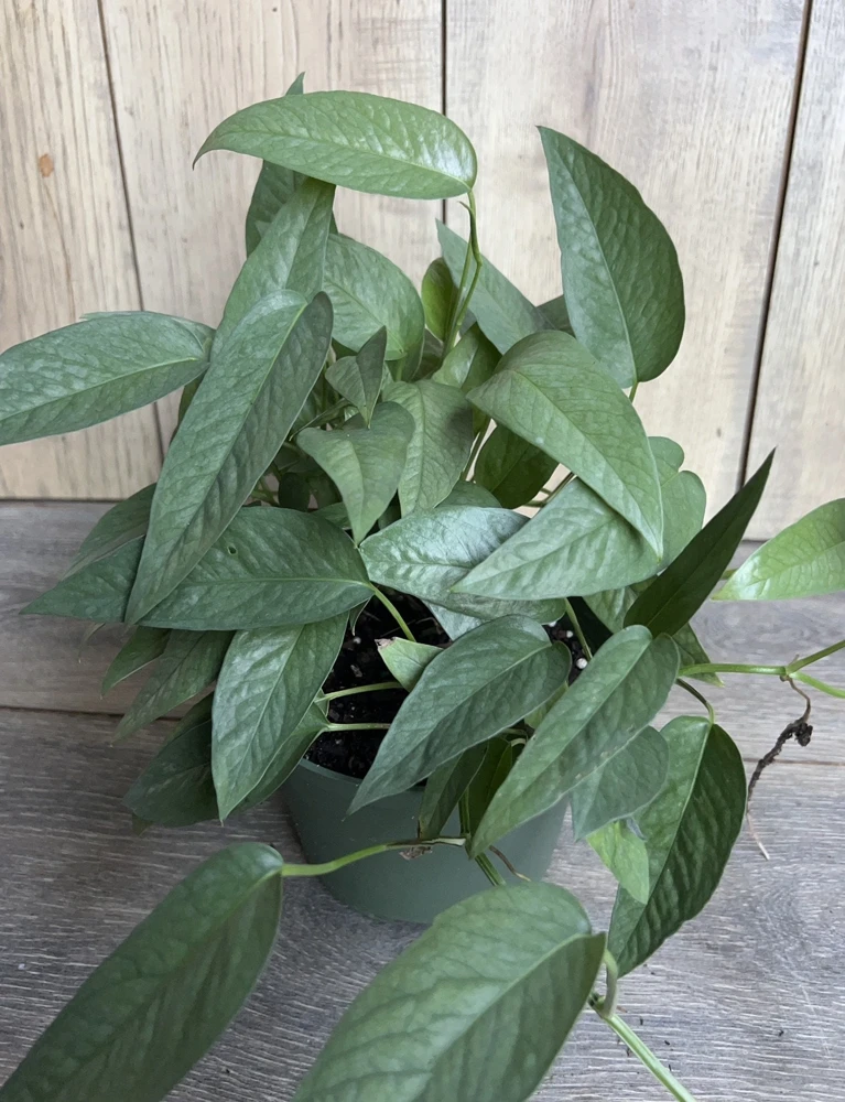 Cebu Blue Pothos Live Plant – 6 inch Pot – Indoor Tropical Vine - Cannot ship to CA - Image 3