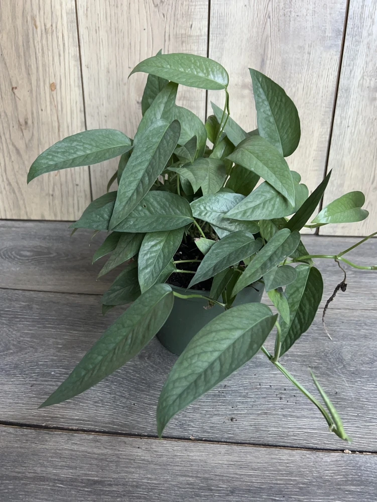 Cebu Blue Pothos Live Plant – 6 inch Pot – Indoor Tropical Vine - Cannot ship to CA - Image 5