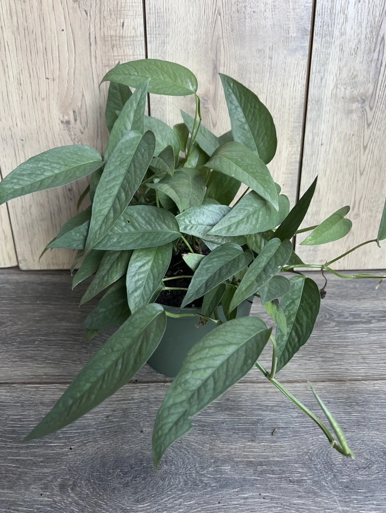 Cebu Blue Pothos Live Plant – 6 inch Pot – Indoor Tropical Vine - Cannot ship to CA - Image 6