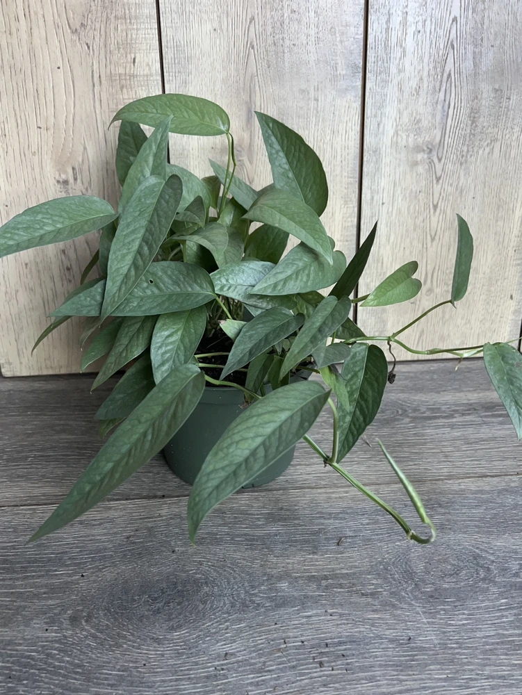 Cebu Blue Pothos Live Plant – 6 inch Pot – Indoor Tropical Vine - Cannot ship to CA - Image 7