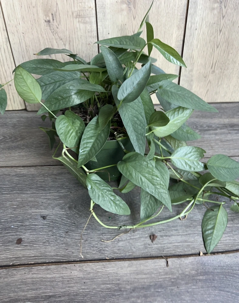 Cebu Blue Pothos Live Plant – 6 inch Pot – Indoor Tropical Vine - Cannot ship to CA - Image 8
